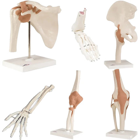 Anatomical Models (Packaging - Each)