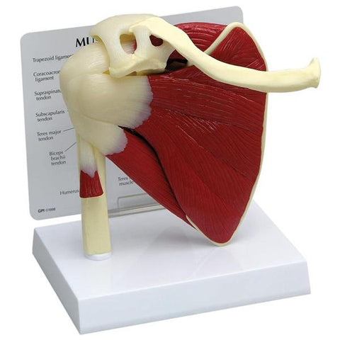 Alimed, Inc Muscled Shoulder Model Anatomical GPI Anatomicals Each - 70812