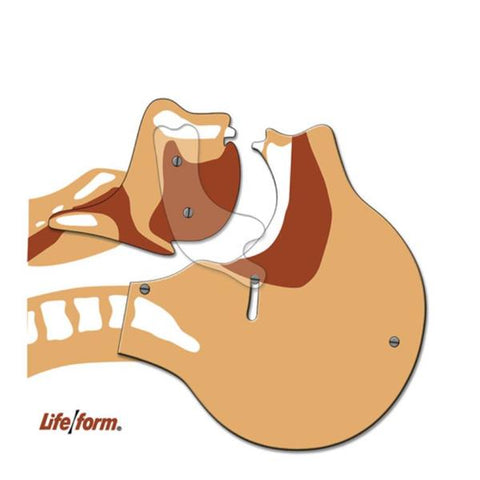 Nasco Healthcare, Inc Simulator Board Life/form Adult Each - LF03687