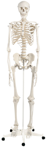 3B Scientific Anatomical Model - Stan the classic skeleton on roller stand - Includes 3B Smart Anatomy