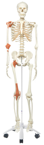 3B Scientific Anatomical Model - Leo the ligament skeleton on roller stand - Includes 3B Smart Anatomy