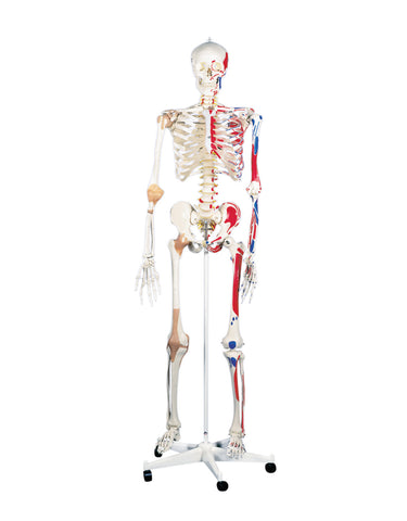 3B Scientific Anatomical Model - Sam the super skeleton on roller stand - Includes 3B Smart Anatomy