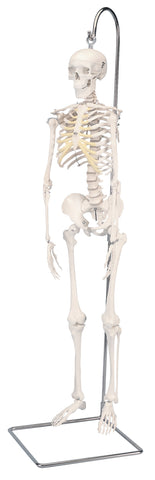 3B Scientific Anatomical Model - Shorty the mini skeleton on hanging stand - Includes 3B Smart Anatomy