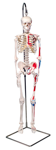 3B Scientific Anatomical Model - Shorty the mini skeleton with muscles on hanging stand - Includes 3B Smart Anatomy