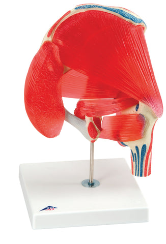 3B Scientific Anatomical Model - hip joint with removable muscles, 7-part - Includes 3B Smart Anatomy