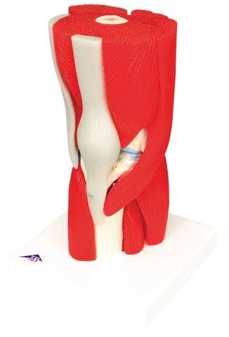 3B Scientific Anatomical Model - knee joint with removable muscles, 12-part - Includes 3B Smart Anatomy