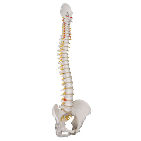 3B Scientific Anatomical Model - flexible spine, classic, with male pelvis - Includes 3B Smart Anatomy