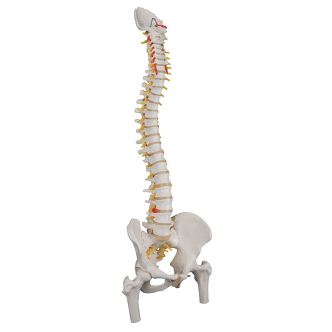 3B Scientific Anatomical Model - flexible spine, classic, with femur heads - Includes 3B Smart Anatomy