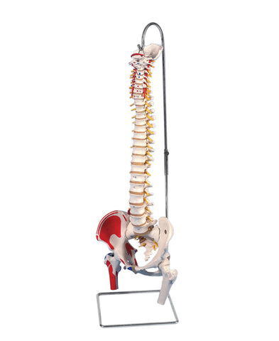 3B Scientific Anatomical Model - flexible spine, classic, with femur heads, muscles - Includes 3B Smart Anatomy