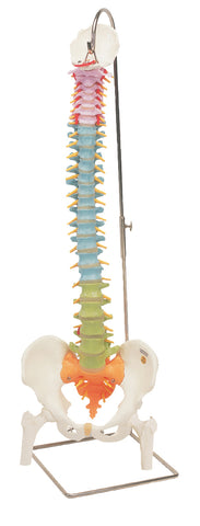 3B Scientific Anatomical Model - flexible spine, didactic with femur heads - Includes 3B Smart Anatomy