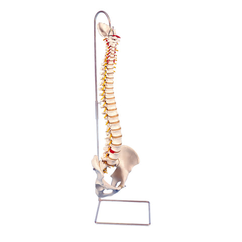 3B Scientific Anatomical Model - highly flexible flexible spine without stand - Includes 3B Smart Anatomy