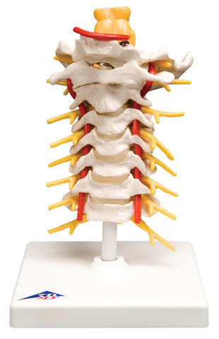 3B Scientific Anatomical Model - cervical spinal column - Includes 3B Smart Anatomy
