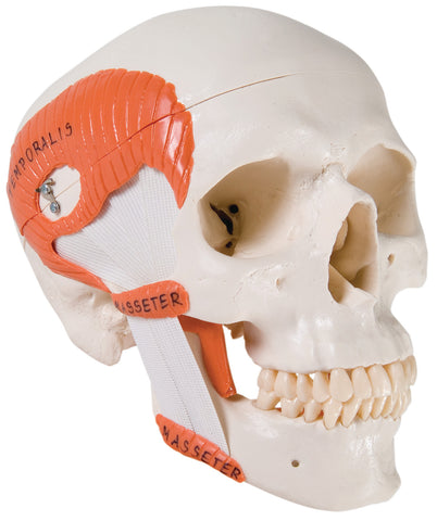 3B Scientific Anatomical Model - functional skull, 2 part with masticator muscles - Includes 3B Smart Anatomy