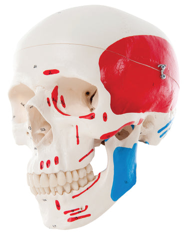 3B Scientific Anatomical Model - classic skull, 3-part painted - Includes 3B Smart Anatomy