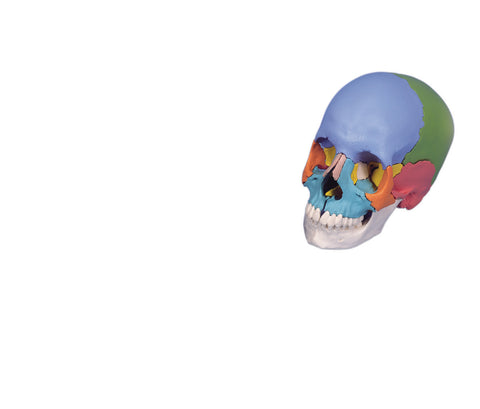 3B Scientific Anatomical Model - didactic skull, Beauchene 22-part - Includes 3B Smart Anatomy