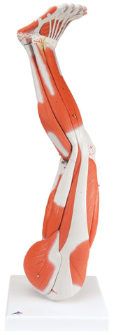 3B Scientific Anatomical Model - Regular muscular leg 9-part - Includes 3B Smart Anatomy