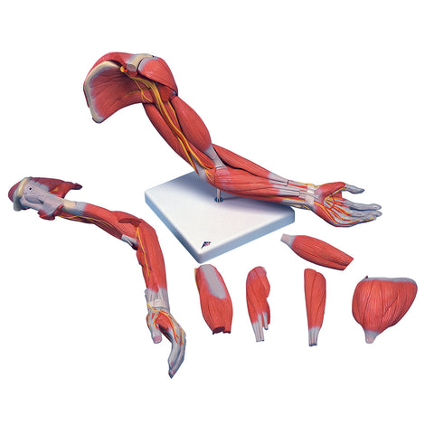 3B Scientific Anatomical Model - Deluxe muscular arm 6-part - Includes 3B Smart Anatomy
