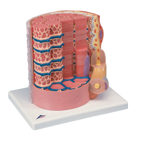 3B Scientific Anatomical Model - MICROanatomyÖ Muscle Fiber - 10,000 times magnified - Includes 3B Smart Anatomy