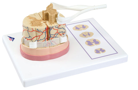 3B Scientific Anatomical Model - spinal cord with nerve branches - Includes 3B Smart Anatomy