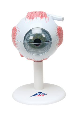 3B Scientific Anatomical Model - eye, 6-part (3x size) - Includes 3B Smart Anatomy