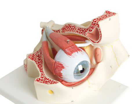 3B Scientific Anatomical Model - eye, 7-part (3x size) - Includes 3B Smart Anatomy