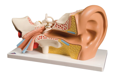 3B Scientific Anatomical Model - ear, 4-part (3x size) - Includes 3B Smart Anatomy