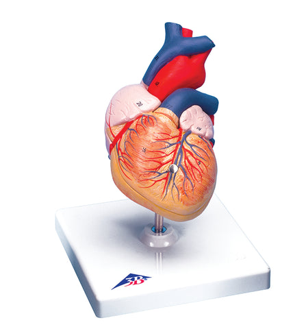 3B Scientific Anatomical Model - heart, 2-part - Includes 3B Smart Anatomy
