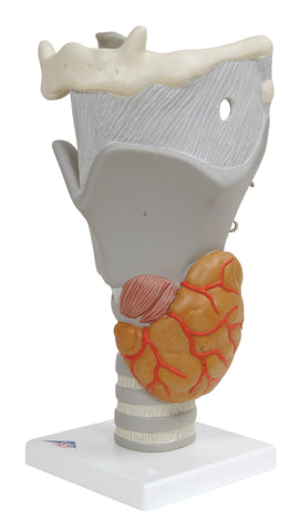 3B Scientific Anatomical Model - functional larynx (2.5x size) - Includes 3B Smart Anatomy