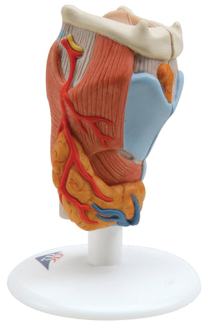 3B Scientific Anatomical Model - larynx, 2-part - Includes 3B Smart Anatomy