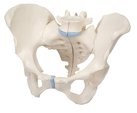 3B Scientific Anatomical Model - female pelvis, 3-part - Includes 3B Smart Anatomy