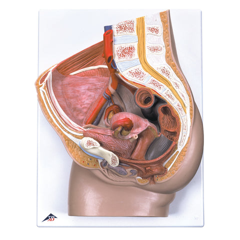 3B Scientific Anatomical Model - Female Pelvis with Ligaments, 3 part - Includes 3B Smart Anatomy