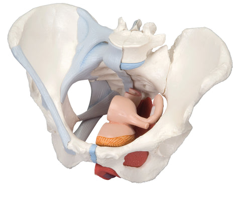 3B Scientific Anatomical Model - female pelvis, 4-part with ligaments - Includes 3B Smart Anatomy