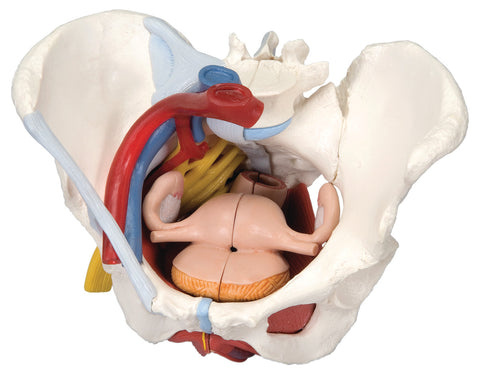 3B Scientific Anatomical Model - female pelvis, 6-part with ligaments - Includes 3B Smart Anatomy