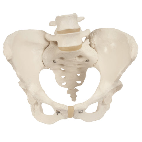 3B Scientific Anatomical Model - Pelvic Skeleton, female, with movable femur heads - Includes 3B Smart Anatomy