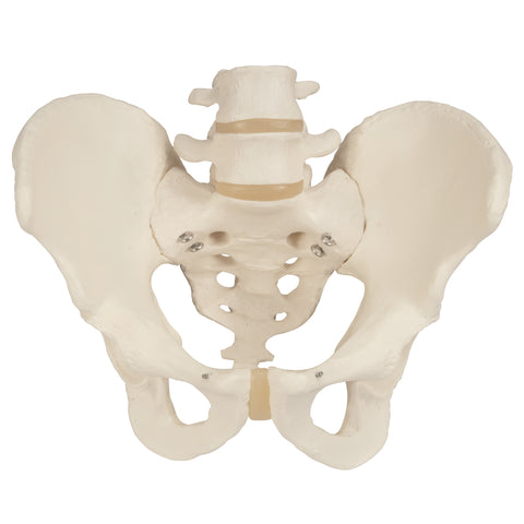 3B Scientific Anatomical Model - Male Pelvic Skeleton - Includes 3B Smart Anatomy