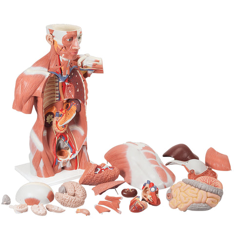3B Scientific Anatomical Model - Life size Muscle Torso, 27 part - Includes 3B Smart Anatomy
