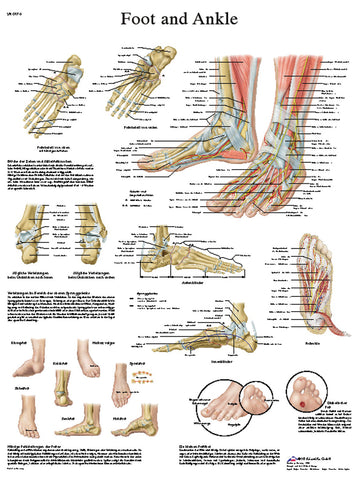 Anatomical Chart - foot & ankle, sticky back