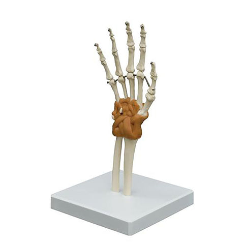 3B Scientific Anatomical Model - Flexible Hand Joint - Includes 3B Smart Anatomy