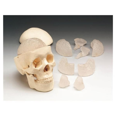 Wolters Kluwer Health Inc Skull Model Anatomical Budget Each - MO12C
