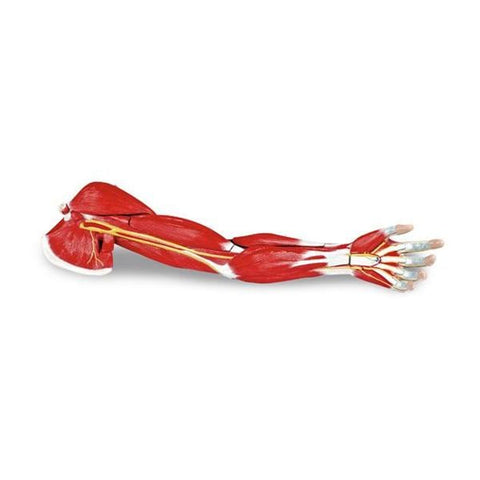 Nasco Healthcare, Inc Arm Muscle Model Anatomical Life-Size Each - LA00129