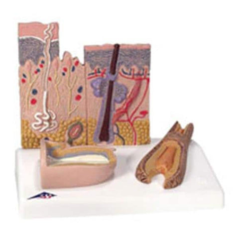 American 3B Skin Section Model Anatomical Each - Z13815