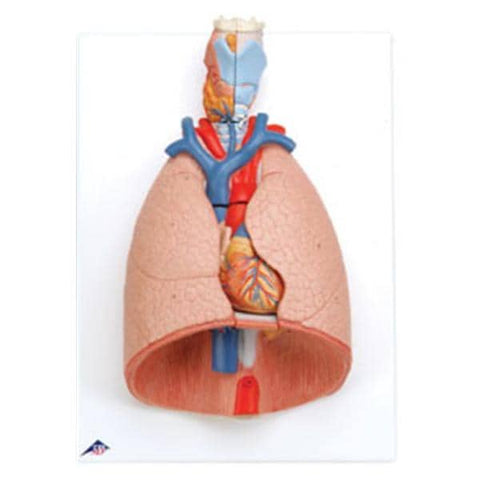 American 3B Lung & Larynx Model Anatomical Each - Z13173