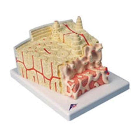American 3B Bone Structure Model Anatomical Each - Z13928