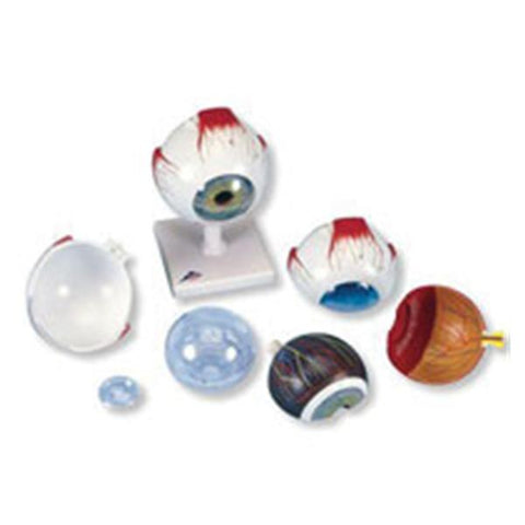 American 3B Eye Model Anatomical 5 Times Full Size/ 6-Part Each - Z12990