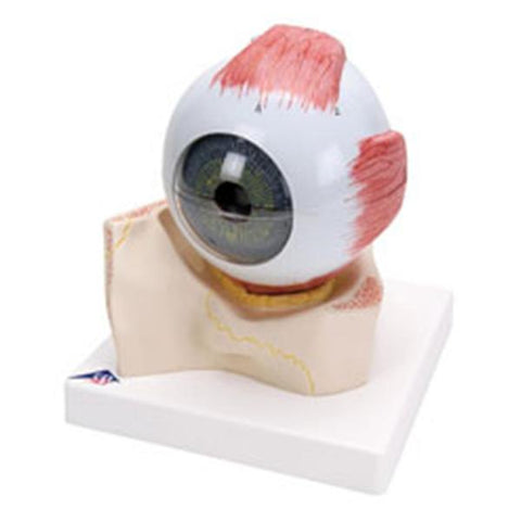 American 3B Eye Model Anatomical 5 Times Full Size/ 7-Part Each - Z12898