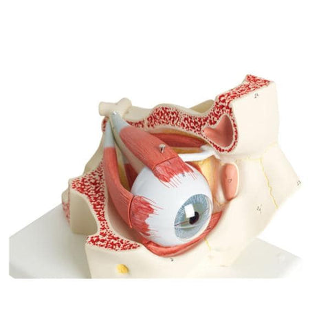 American 3B Eye Model Anatomical 3 Times Full Size/ 7-Part Each - 23712