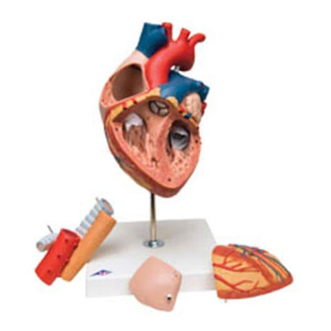 American 3B Heart/ Espohagus Trachea Model Anatomical 5 Times Life Size/ 5-Part Each - Z13118