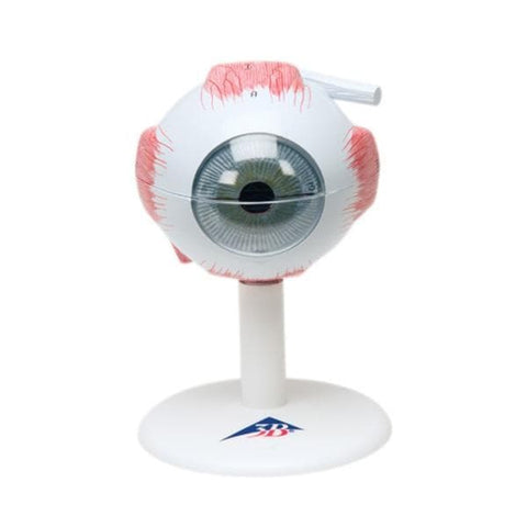 American 3B Eye Model Anatomical 3 Times Full Size/ 6-Part Each - 23346