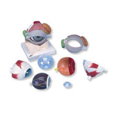 American 3B Eye Model Anatomical 5 Times Full Size/ 8-Part Each - Z13044