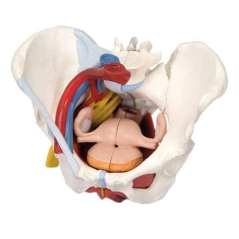 American 3B Pelvis Model Anatomical Female 6-Part Each - 27729